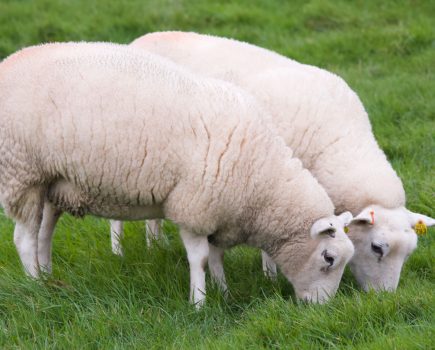 ALAN WEST: Lambing Is almost upon us
