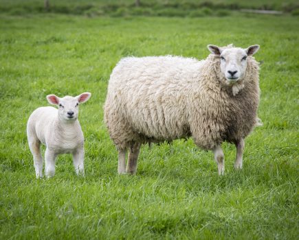 Advice for farmers experiencing abortion in their flocks