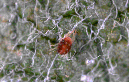 Tackling red spider mite resistance