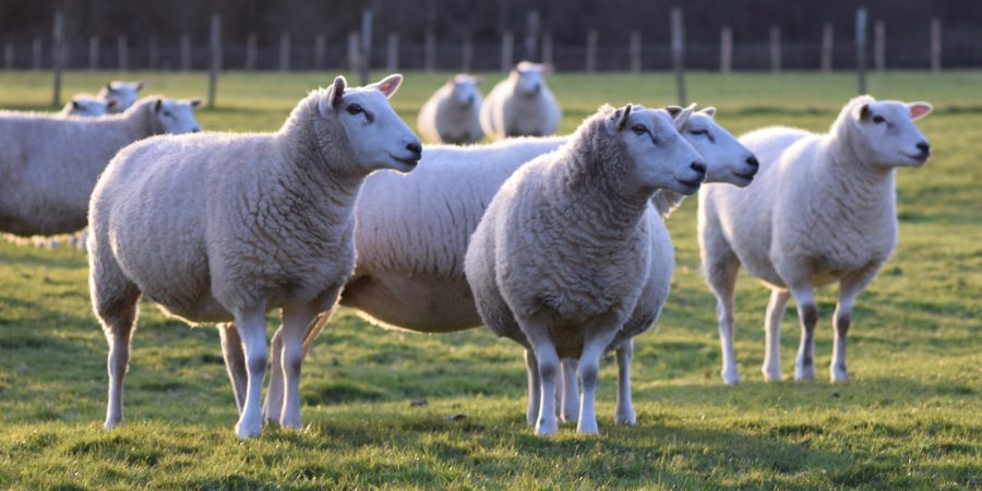 ALAN WEST: The trepidation and joys of lambing