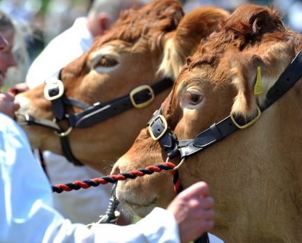 More livestock entries encouraged