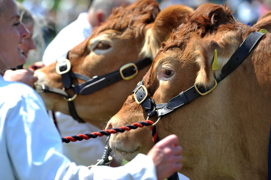 More livestock entries encouraged