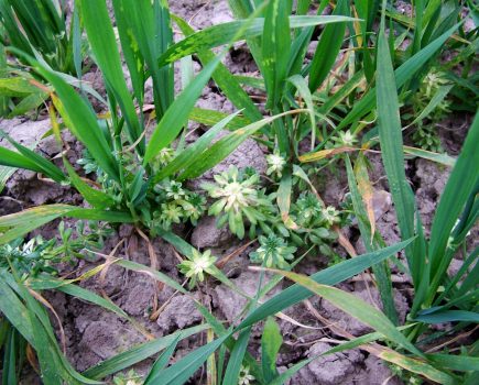 Be careful with spring herbicides