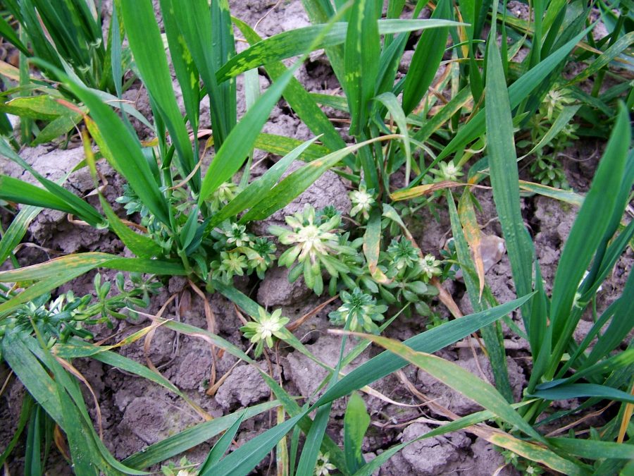 Be careful with spring herbicides