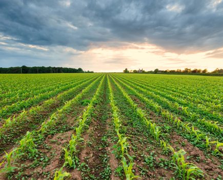 Making the most of cover crops this spring