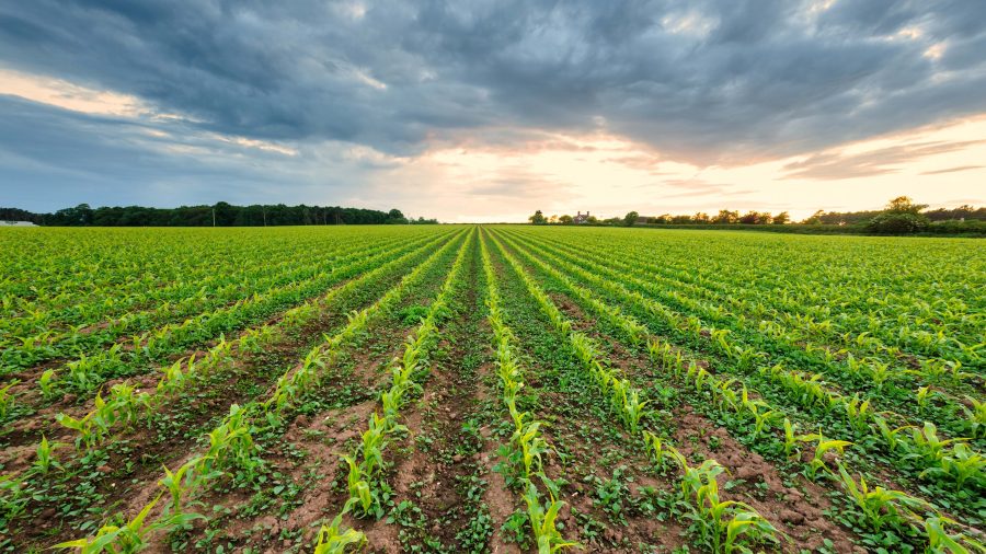 Making the most of cover crops this spring