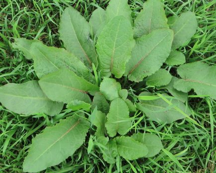 Don’t let grassland weeds add to your woes this season