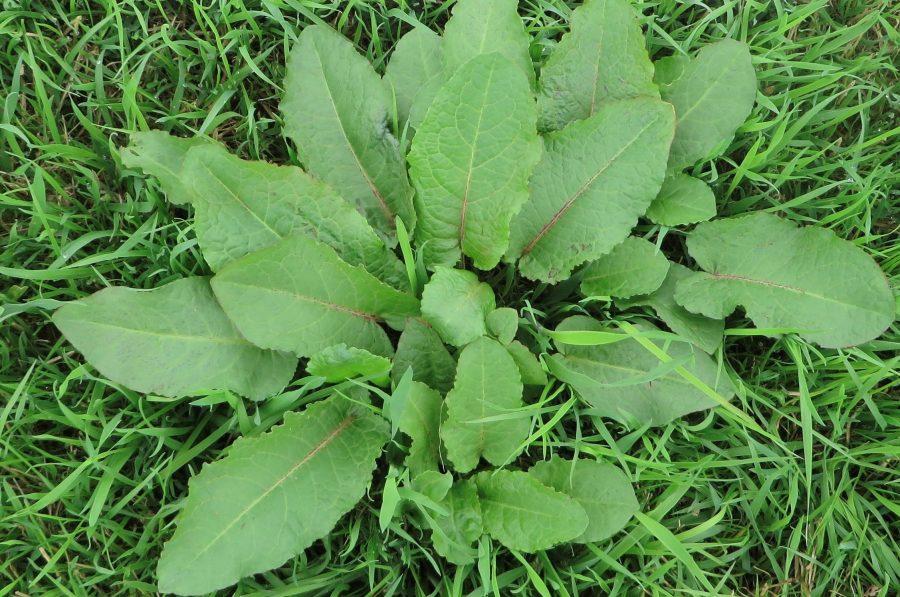 Don’t let grassland weeds add to your woes this season