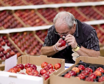 SARAH CALCUTT: All change at the Marden Fruit Show Society