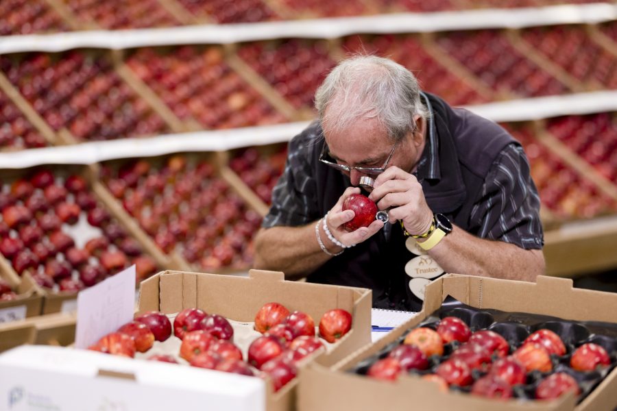 SARAH CALCUTT: All change at the Marden Fruit Show Society