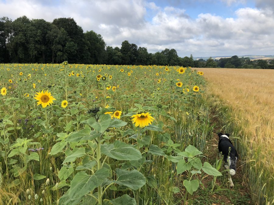 MIKE KETTLEWELL: Feeding farmland birds