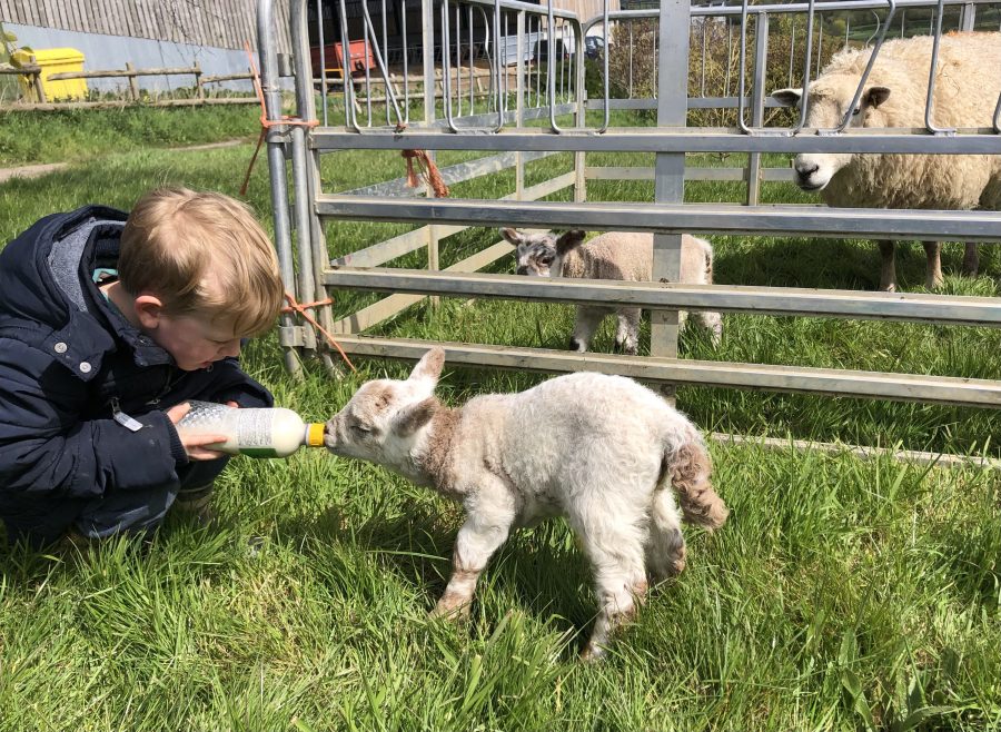 MONICA AKEHURST: Shepherding is not for the faint hearted