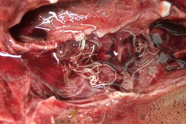 COWS launches lungworm survey
