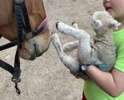ANITA HICKSON: Sock lambs galore