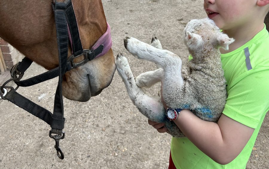 ANITA HICKSON: Sock lambs galore