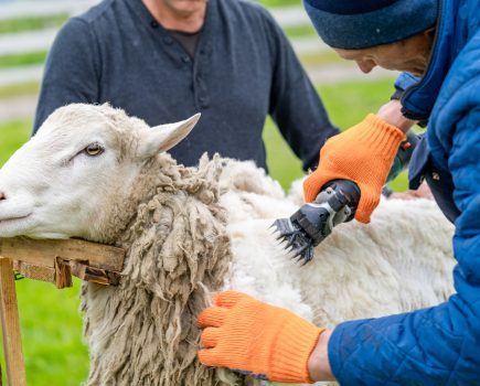 Overseas shearers welcome in the UK