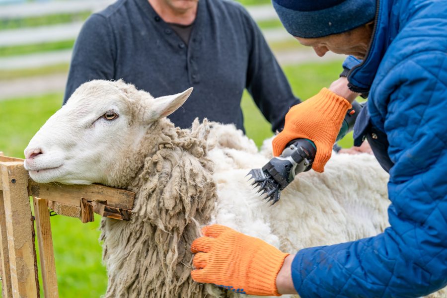 Overseas shearers welcome in the UK