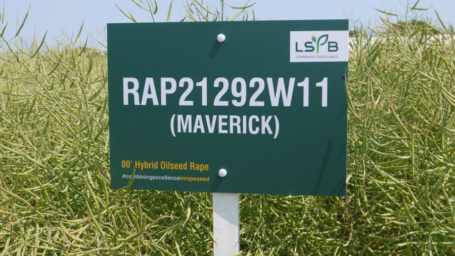 Does early drilled oilseed rape really get the best yield?
