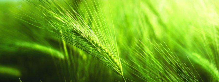 Foliar nitrogen fertilisers from BFS