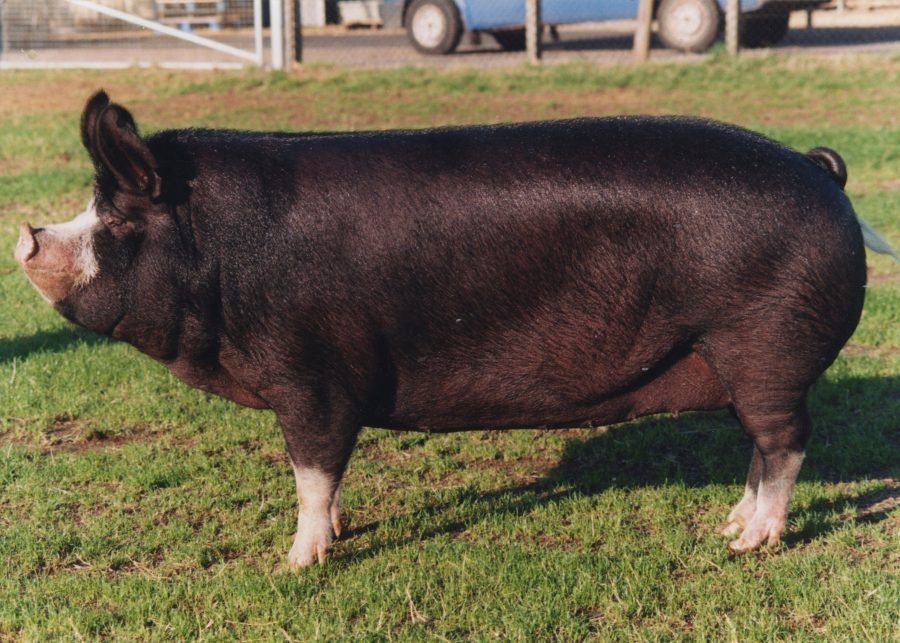Major concerns for UK’s rare pig and poultry breeds in new RBST watchlist