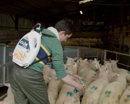 Blowfly warning for sheep farmers in South England