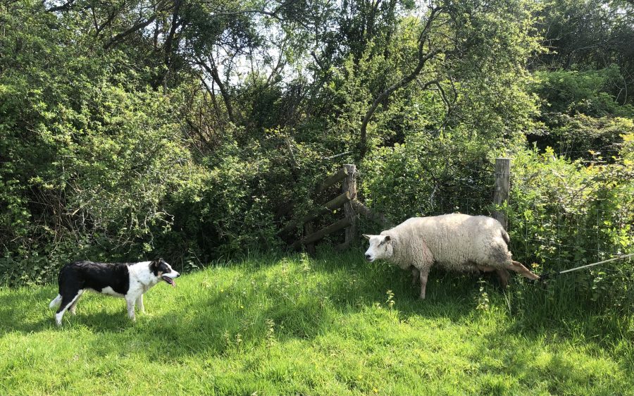 MONICA AKEHURST: Neither shepherd nor herdsman is willing to move dates
