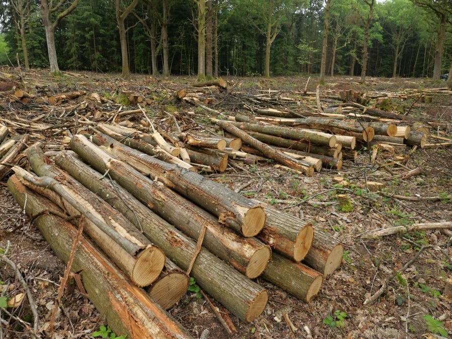 Maximise returns with mixed forestry