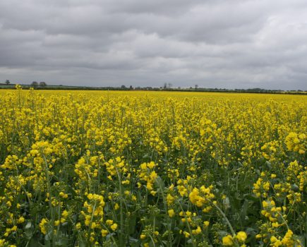 Oilseed rape still a viable option?