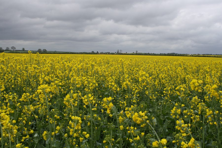 Oilseed rape still a viable option?