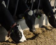 Look to balanced fatty acid supplements at spring turnout