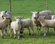 ALAN WEST: A little thought for the ewes