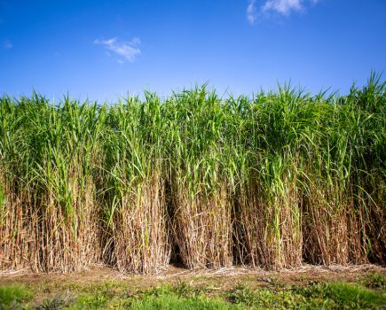 An energy crop ideal for biofuel
