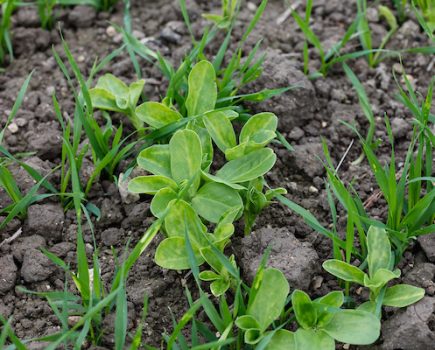 Unusual weeds spotted in winter cereals