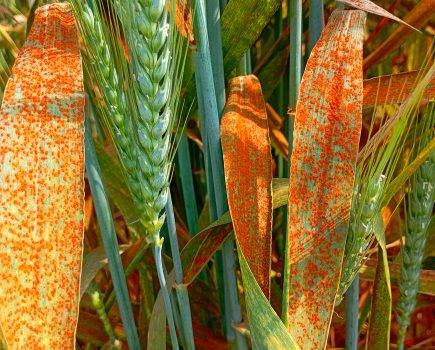 CCC: Cereal disease control