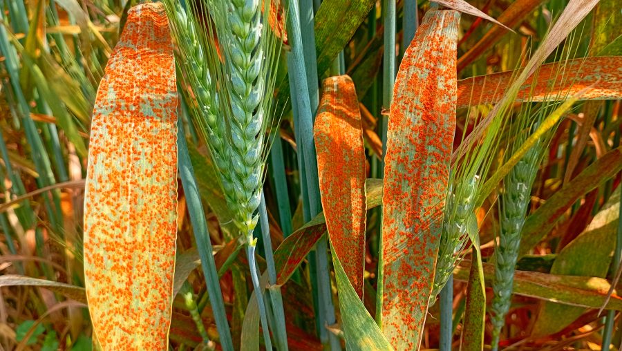 CCC: Cereal disease control