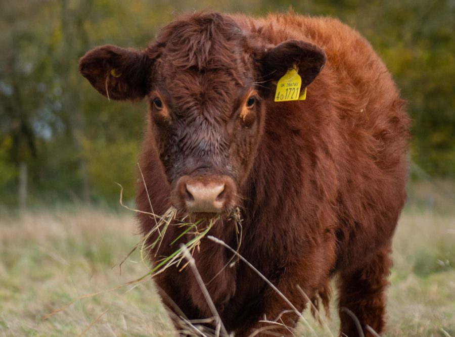 Considering outwintering cattle? Start grazing planning now