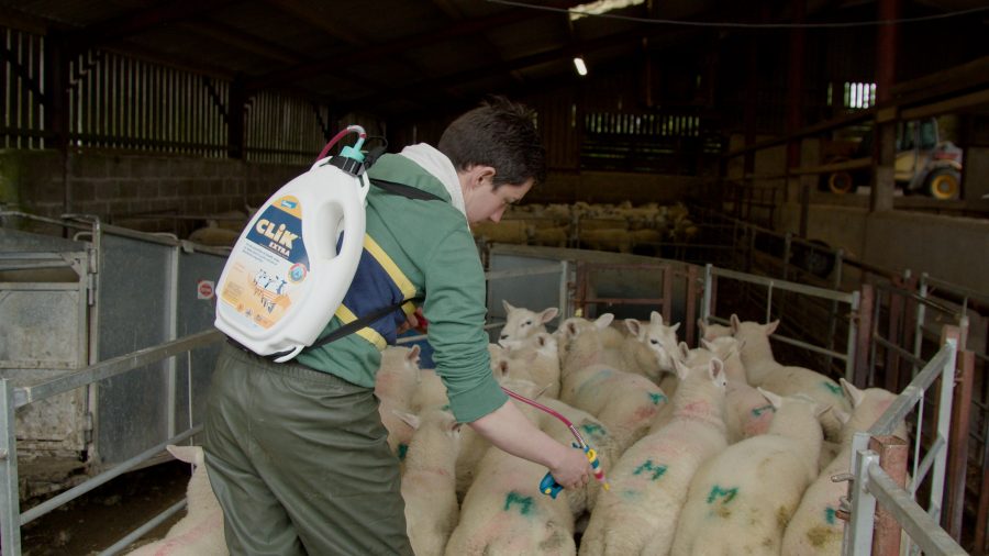 Blowfly warning for South East sheep farmers