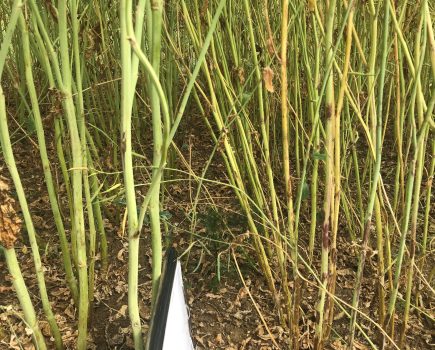Verticillium – growing resistant varieties is the only way
