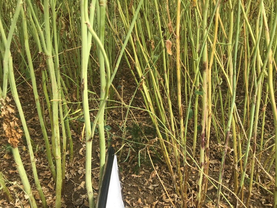 Verticillium – growing resistant varieties is the only way