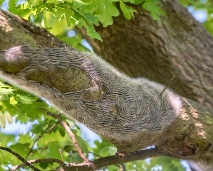 Oak processionary moth – warning issued ahead of new hatching season