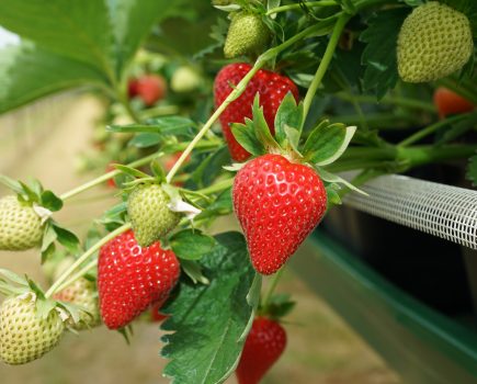 Hugh Lowe Farms is of the largest soft fruit businesses in the UK