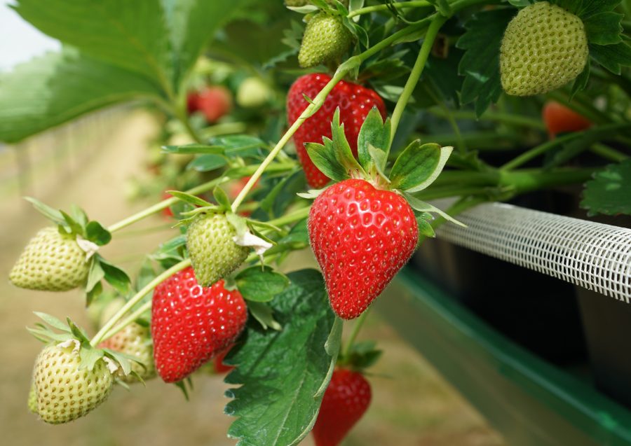 Hugh Lowe Farms is of the largest soft fruit businesses in the UK