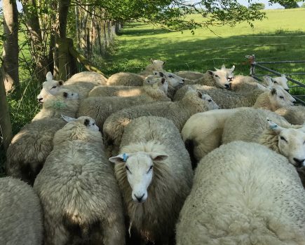 ALAN WEST: Autumn trade and ethical considerations of showing