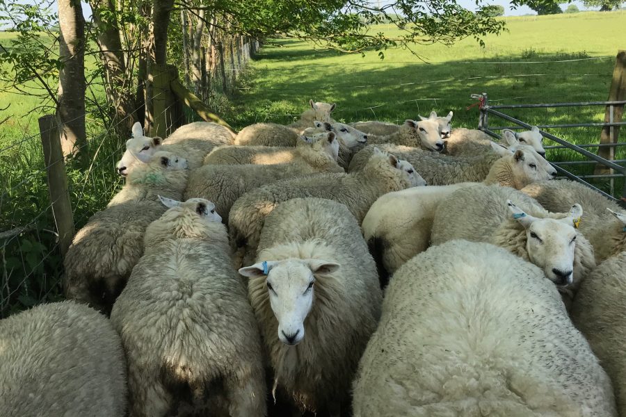 ALAN WEST: Autumn trade and ethical considerations of showing