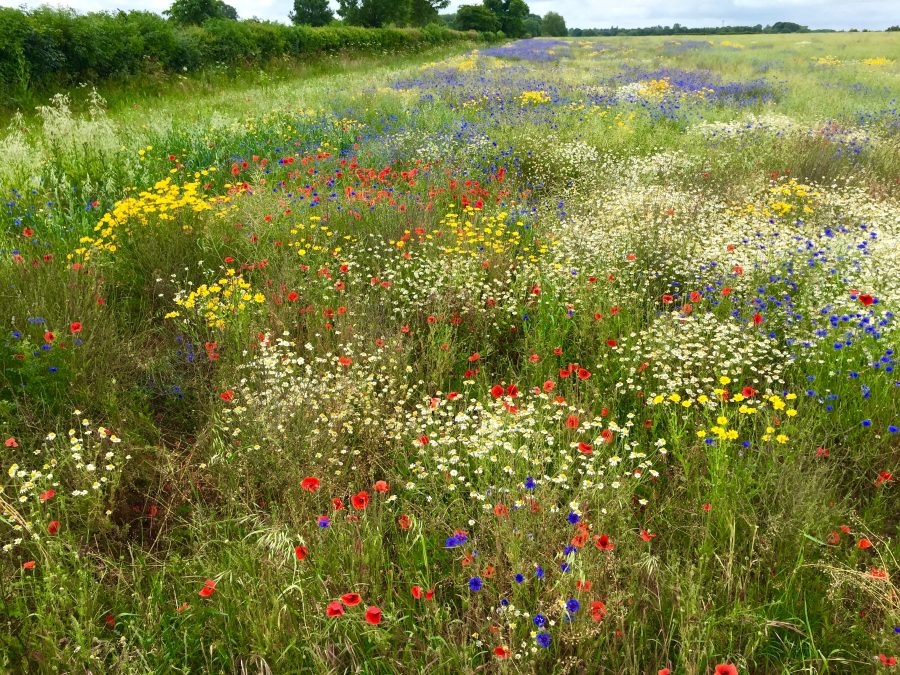 Mike Kettlewell: Small farms and a family journey
