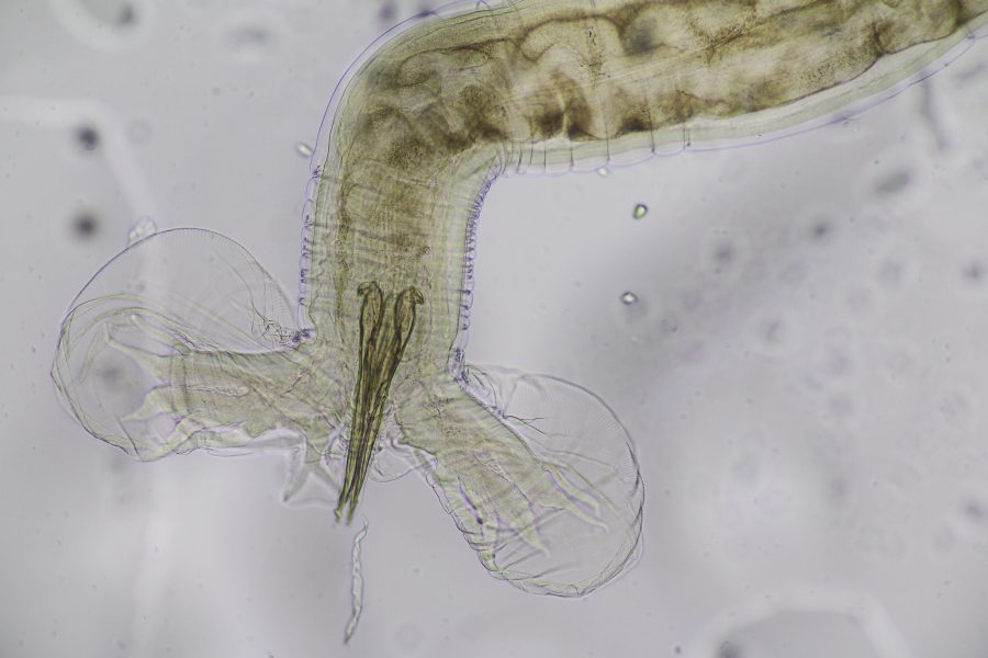 Nature’s vampire: Barber’s Pole worm