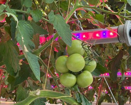 SARAH CALCUTT: A centre of excellence for greenhouse-based horticulture