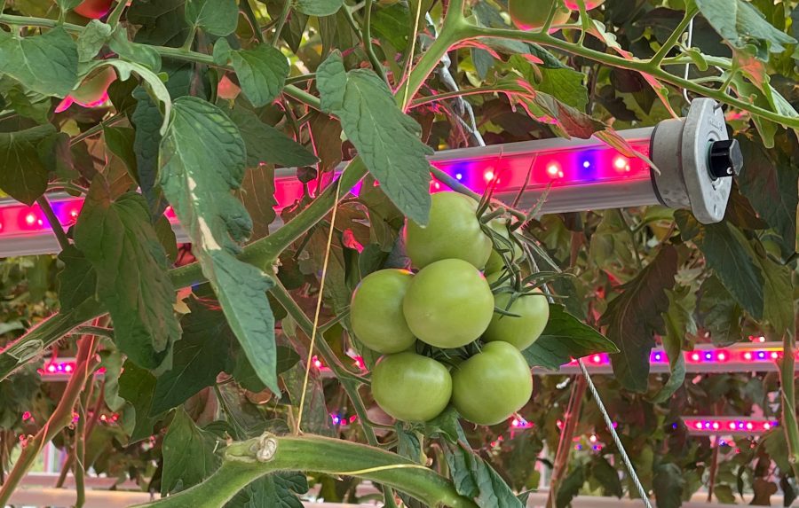 SARAH CALCUTT: A centre of excellence for greenhouse-based horticulture