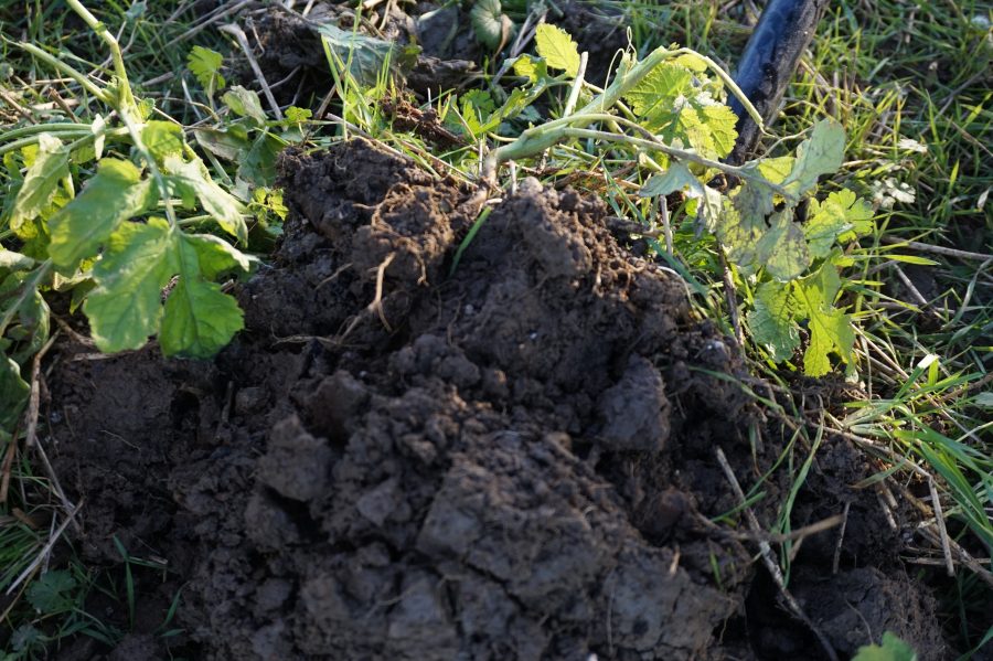 Agroecology charter brings clarity to successful regen farming