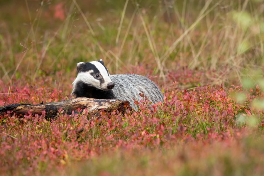 Plans to eradicate Bovine TB have failed to impress